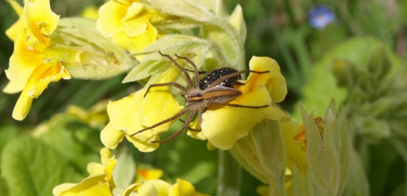 Pisaura mirabilis