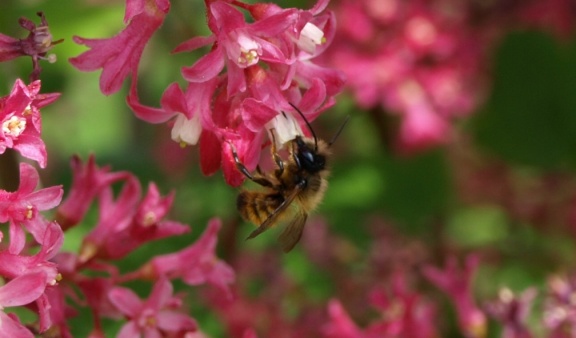 Osmia rufa