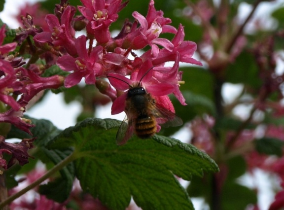 Osmia rufa