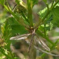 Tipula (Tipula) cf oleracea