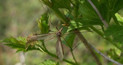 Tipula (Tipula) cf oleracea