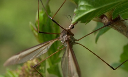 Tipula (Tipula) cf oleracea