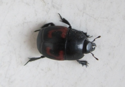 Hister quadrimaculatus 