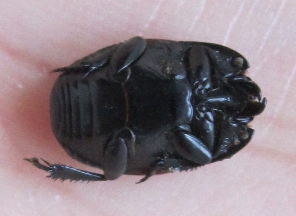 Hister quadrimaculatus 