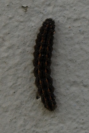 Eilema caniola