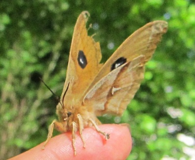 Aglia tau (femelle)