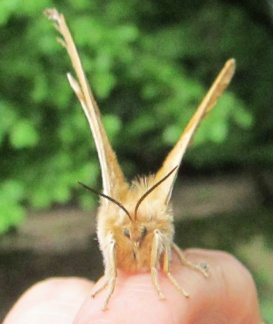 Aglia tau (femelle)