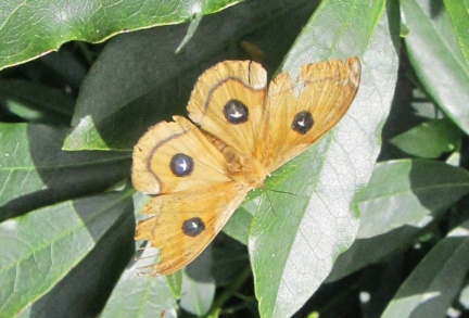 Aglia tau (femelle)