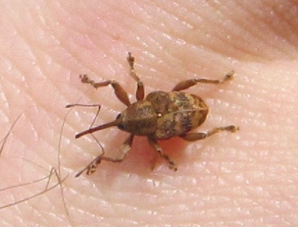 Curculio glandium