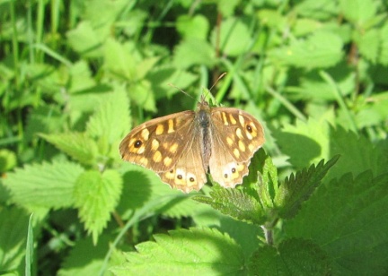 Pararge aegeria