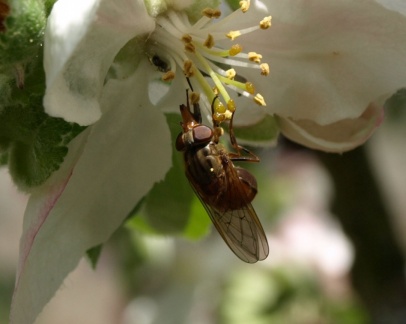 Rhingia campestris