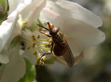 Rhingia campestris