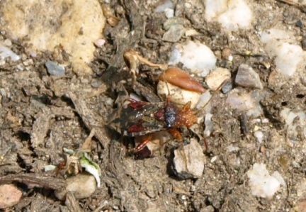 Rhopalus subrufus