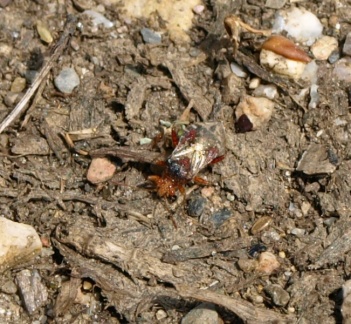 Rhopalus subrufus