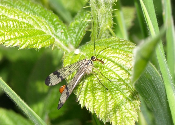 Panorpa communis