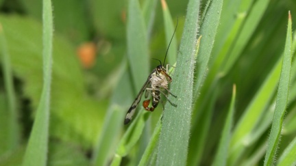 Panorpa communis