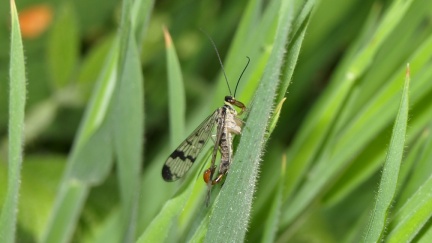 Panorpa communis