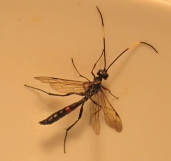 Cryptinae