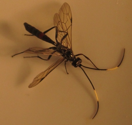 Cryptinae