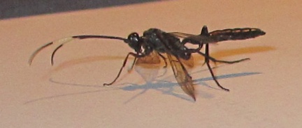 Cryptinae