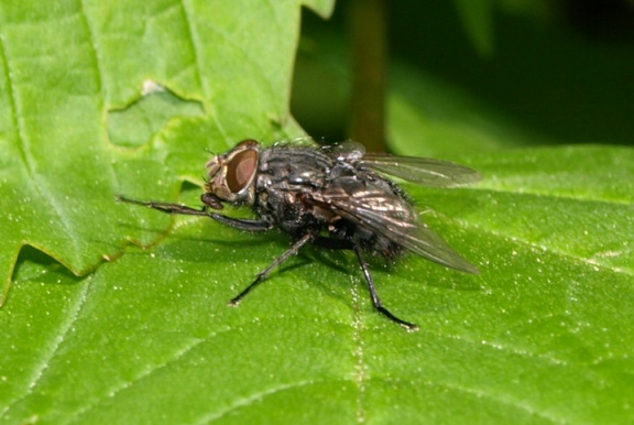 Calliphora vicina