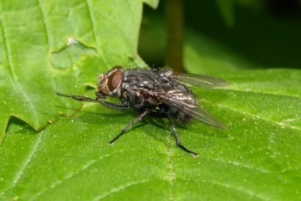 Calliphora vicina