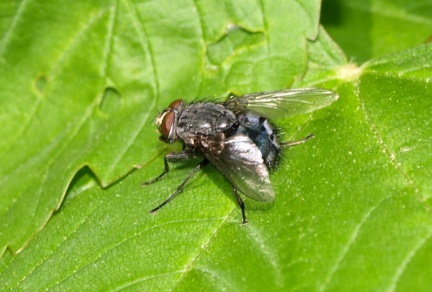 Calliphora vicina