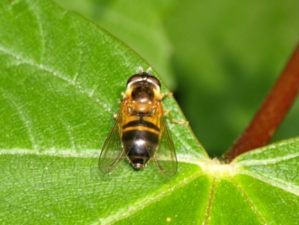 Epistrophe eligans