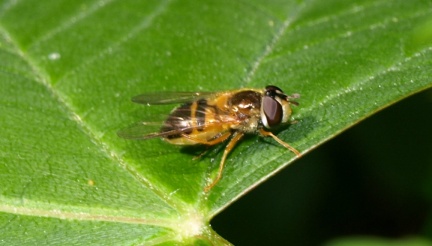 Epistrophe eligans
