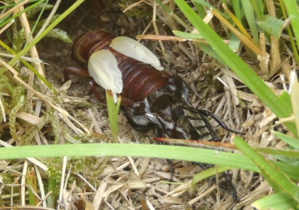 Gryllus campestris