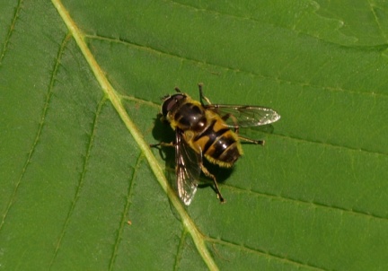 Myathropa florea