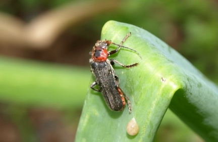 Cantharis rustica