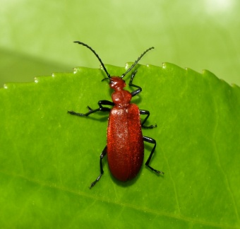 Pyrochroa serraticornis (mâle)
