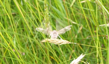 Autographa gamma
