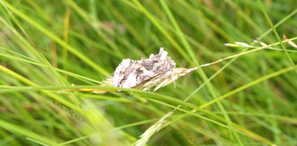 Autographa gamma
