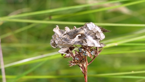 Autographa gamma