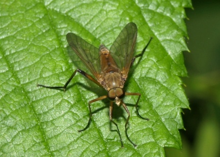 Rhagio tringarius (mâle)