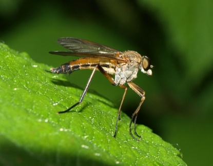 Rhagio tringarius (mâle)