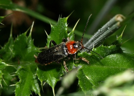Cantharis fusca