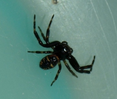 Synema globosum