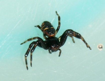 Synema globosum