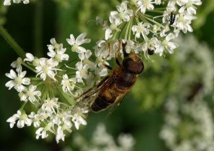 Eristalis pertinax (mâle)