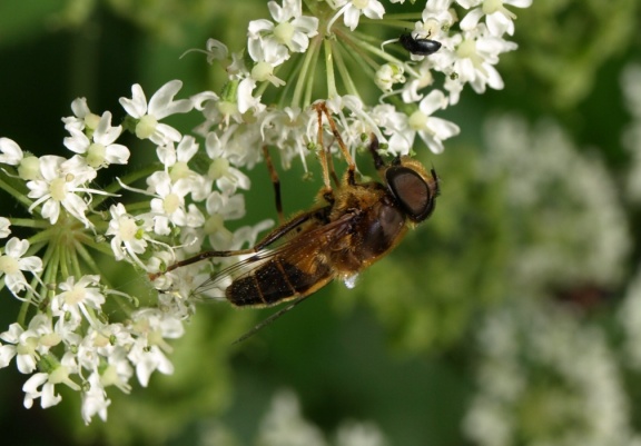 Eristalis pertinax (mâle)