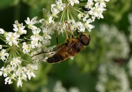 Eristalis pertinax (mâle)