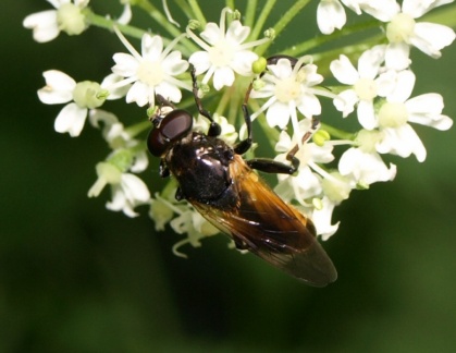 Myolepta dubia (M)