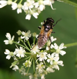 Myolepta dubia (M)