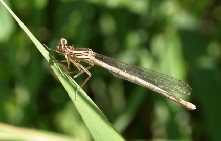 Platycnemis pennipes (mâle immature)