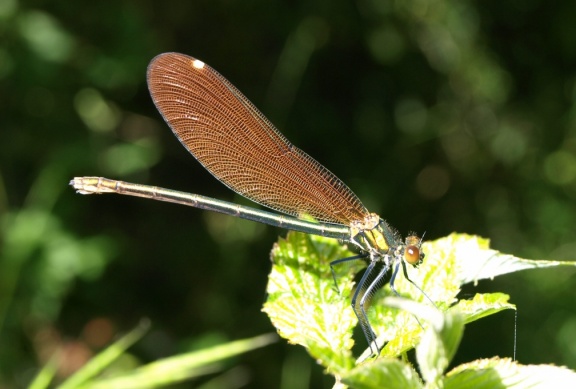 Calopteryx virgo (femelle)