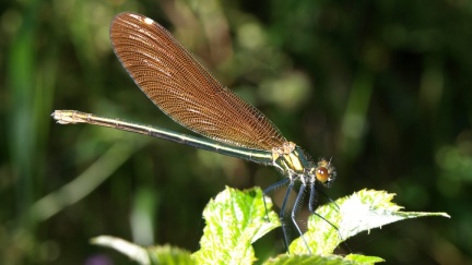 Calopteryx virgo (femelle)