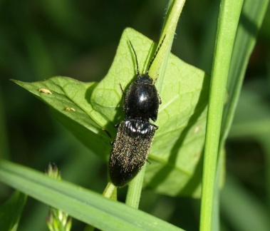 Hemicrepidius sp.